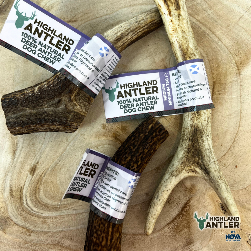 Whole Antlers - 6 Sizes Available