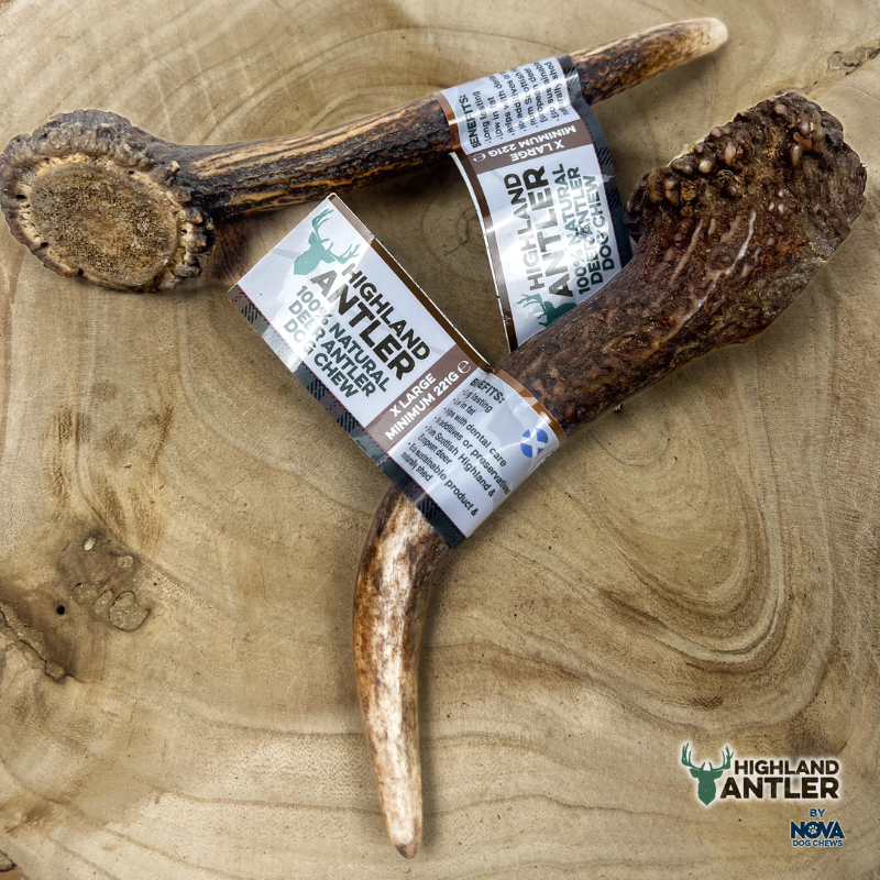 Whole Antlers - 6 Sizes Available
