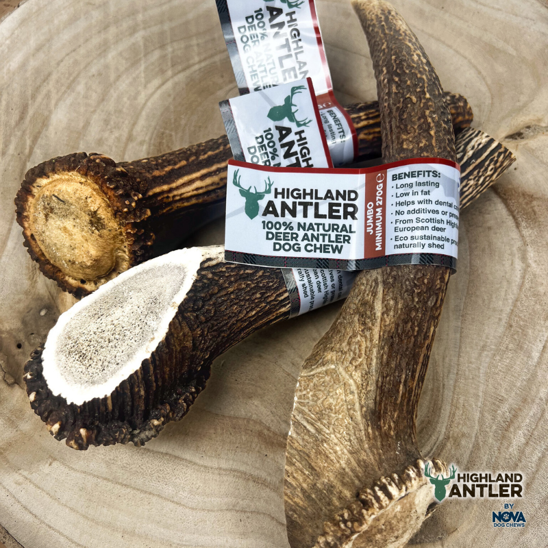 Whole Antlers - 6 Sizes Available