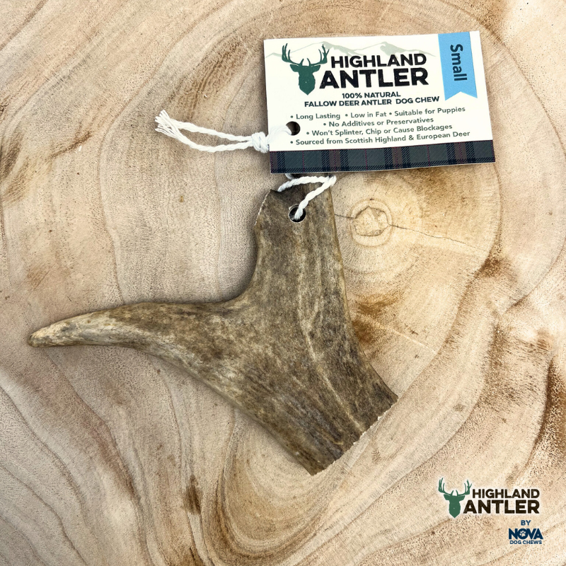 Fallow Antlers - 3 Size Available